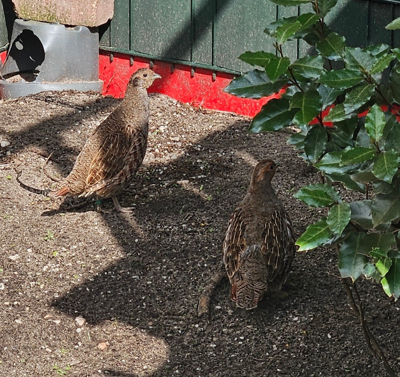europese patrijs, Meerdere dieren, Overige soorten