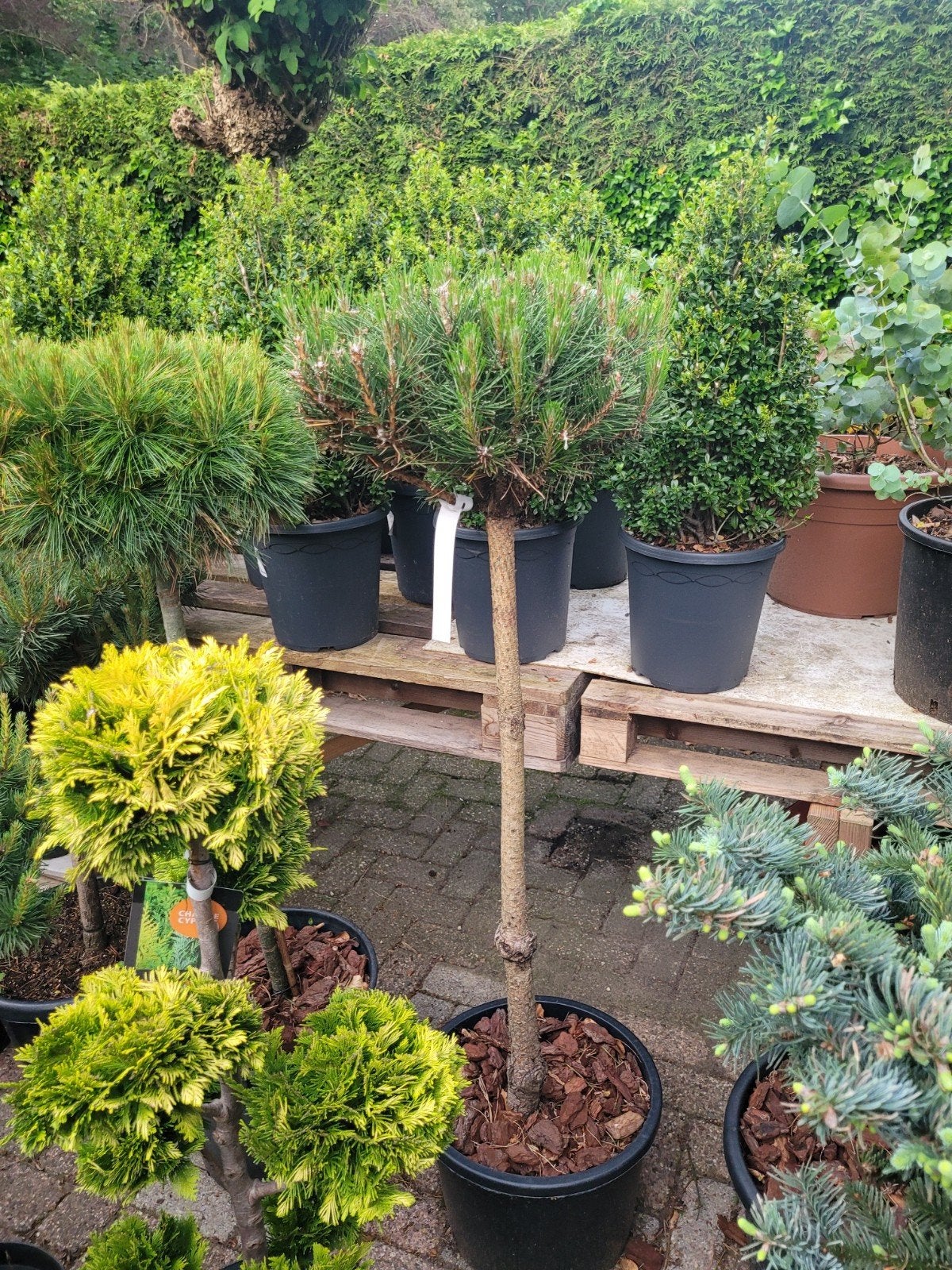 Pinus Sylvestris op stam - 150 cm, Tuin en Terras, Volle zon, Vaste plant, Bloeit niet, Ophalen
