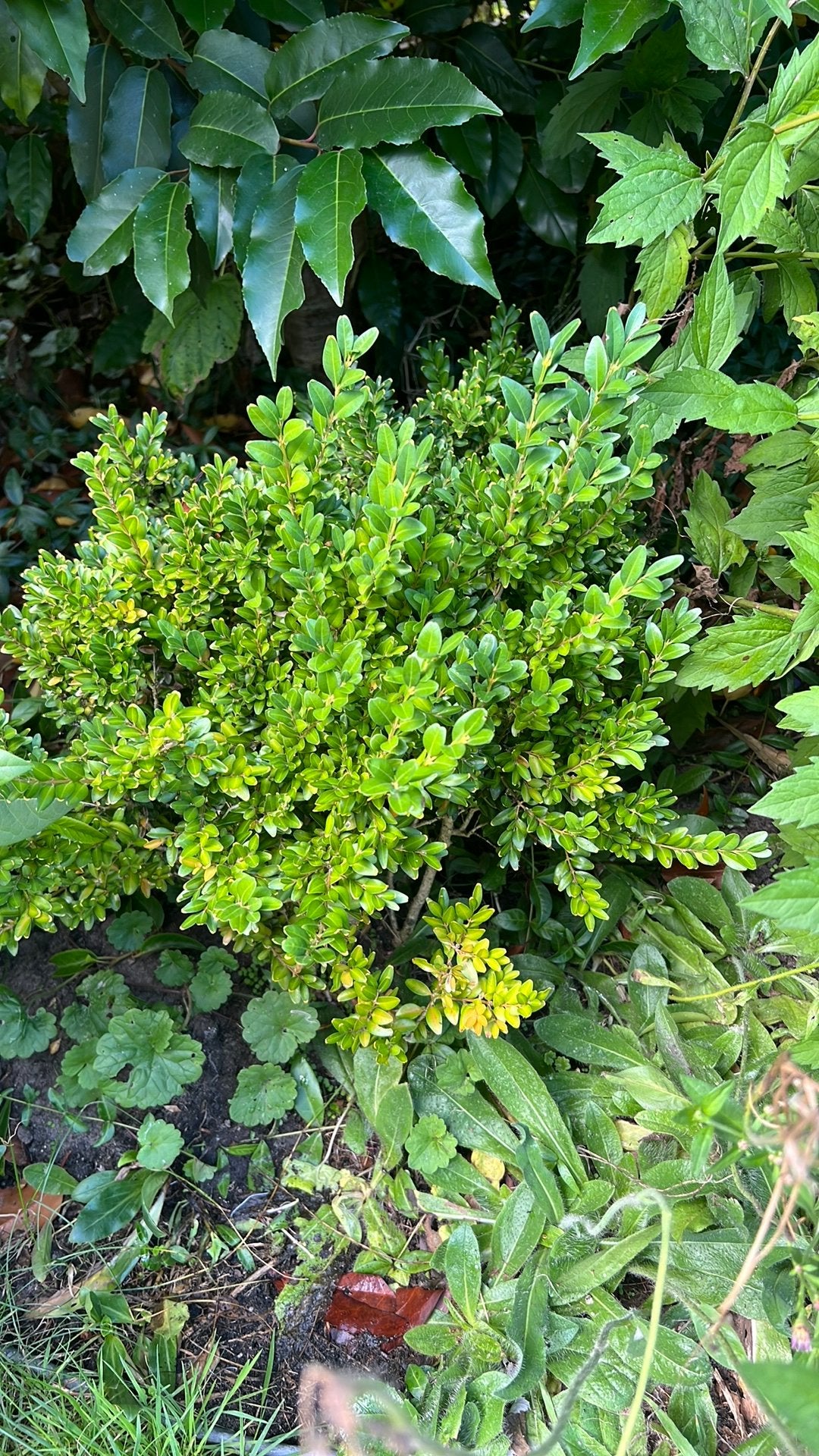 Buxus plant, Tuin en Terras, Ophalen, Buxus, Minder dan 100 cm
