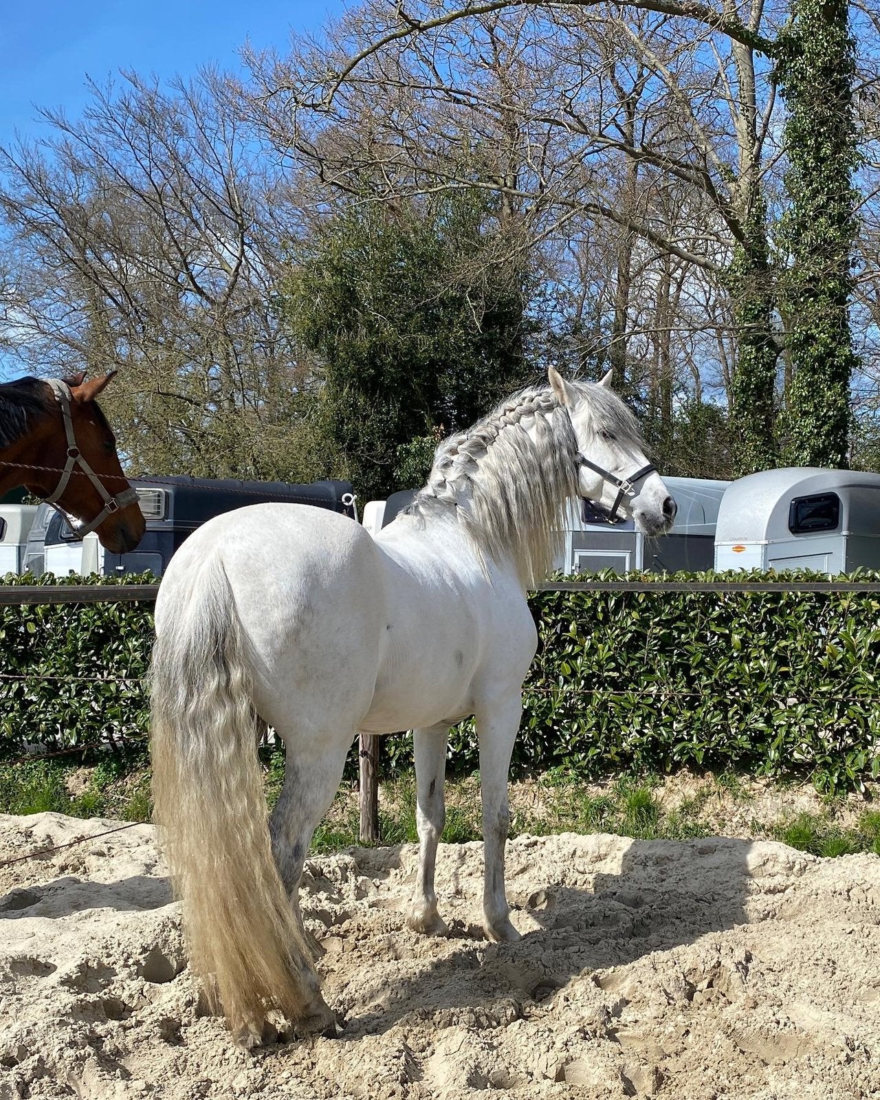 Prachtig PRE zoekt gouden huisje, Dieren en Toebehoren, Paarden en Pony's | Overige Paardenspullen, Dressuur, Ophalen