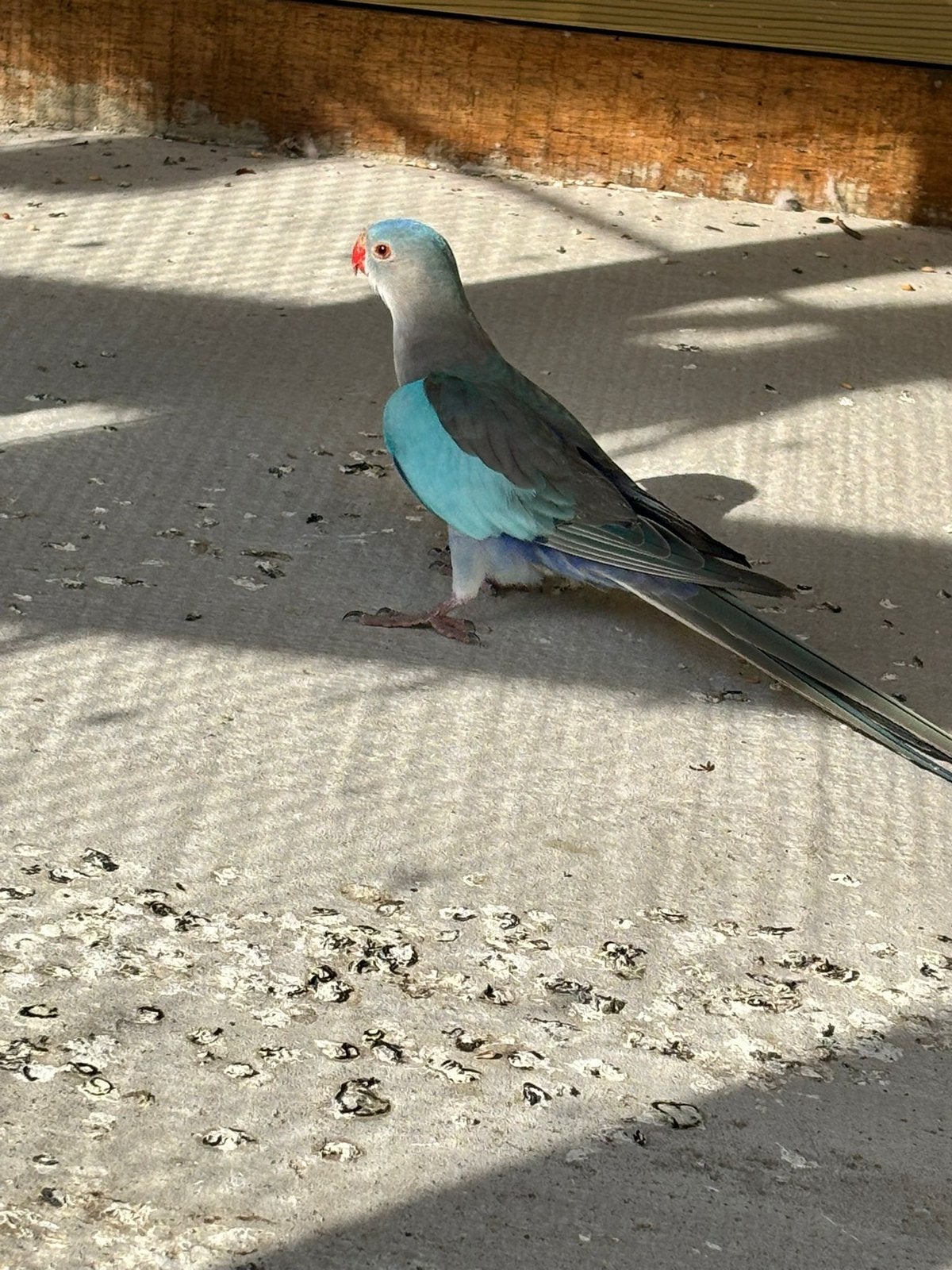 Prinses van wales parkiet man, Dieren en Toebehoren, Vogels | Parkieten en Papegaaien, Mannelijk, Parkiet