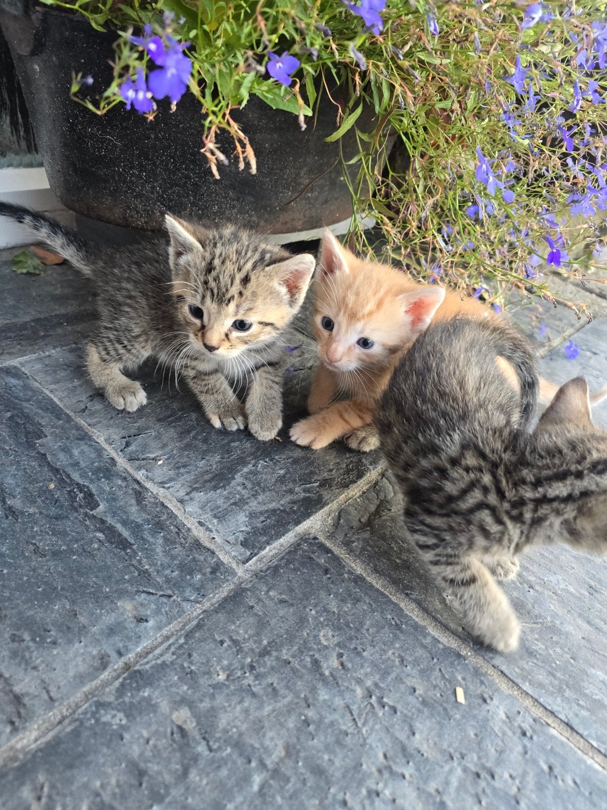 Boerderij kittens katten poezen, Dieren en Toebehoren, Katten en Kittens | Overige Katten, Meerdere dieren