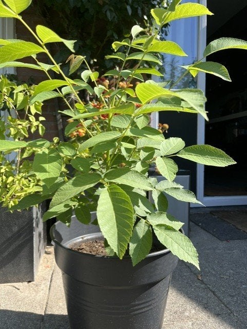 Walnotenboom 2 jaar oud, Overige soorten, Lente, Minder dan 100 cm, Ophalen