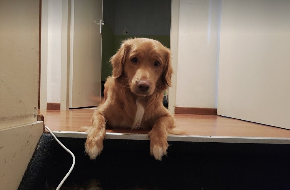 Lieve rashond Toller reu Cody (1,5 jr) zoekt gezin met tuin, 1 tot 2 jaar, Eén hond, Nederland, Particulier