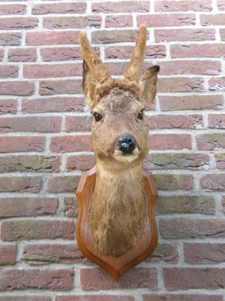 Prachtige grote opgezette hertenkop met nieuw gewei, Verzamelen, Dierenverzamelingen, Ophalen of Verzenden, Zo goed als nieuw
