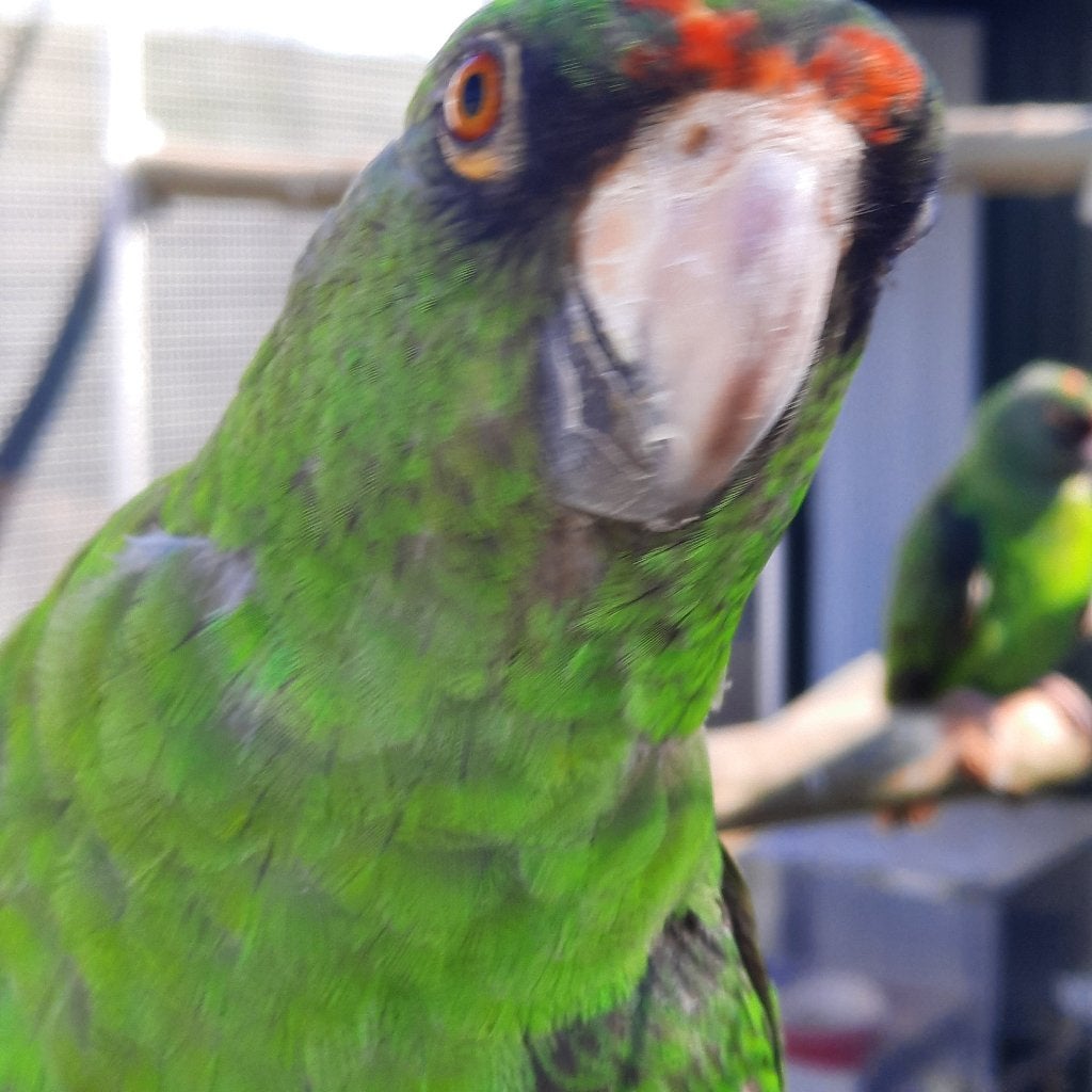 7 x Poicephalus Gulielmi Massaicus / Jardine papegaaien., Dieren en Toebehoren, Meerdere dieren, Papegaai, Geringd