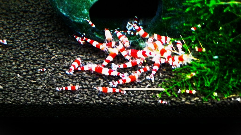 Crystal red garnaal hg kwaliteit ook verzenden   twee euro, Kreeft, Krab of Garnaal, Zoetwatervis, Schoolvis