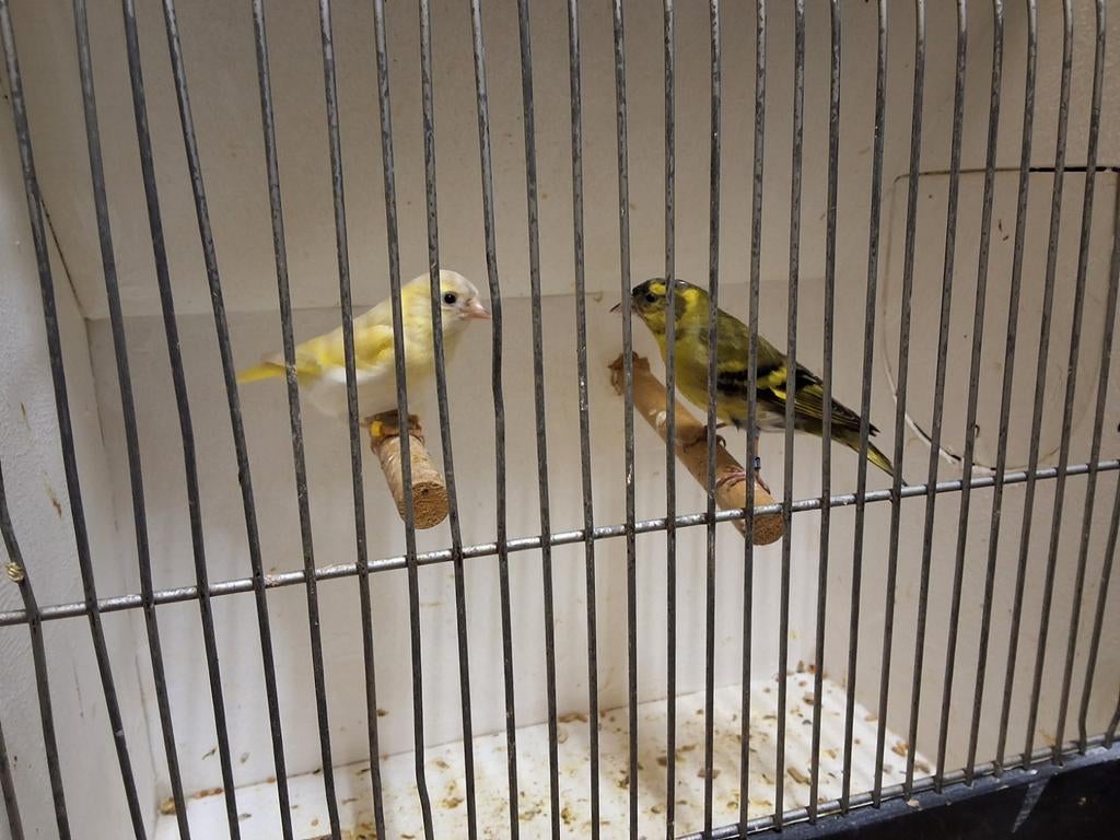 Prachtig broedrijp koppel Sijsen mutatie, Dieren en Toebehoren, Vogels | Overige Vogels, Meerdere dieren, Geringd