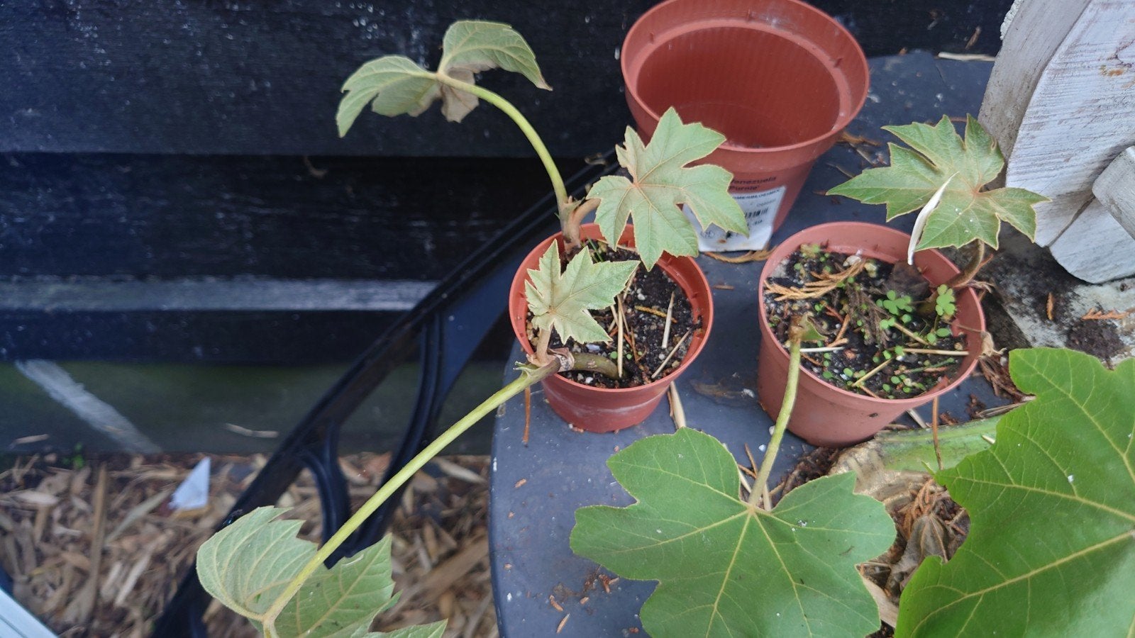 Rijstpapierplant (Tetrapanax papyrifer) stekken, Overige soorten, Vaste plant, Ophalen of Verzenden, Bloeit niet