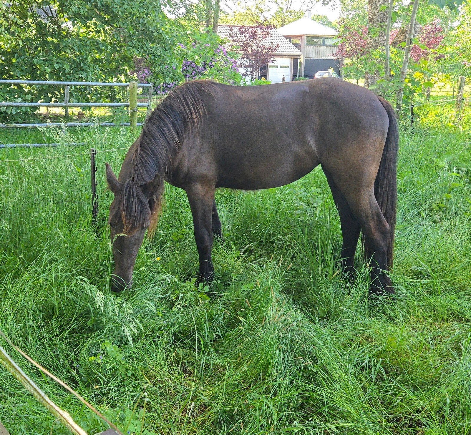 Leuke en ontzettend lieve 2 jarige merrie: tinker x fries, Merrie, Minder dan 160 cm, Met stamboom, 0 tot 2 jaar