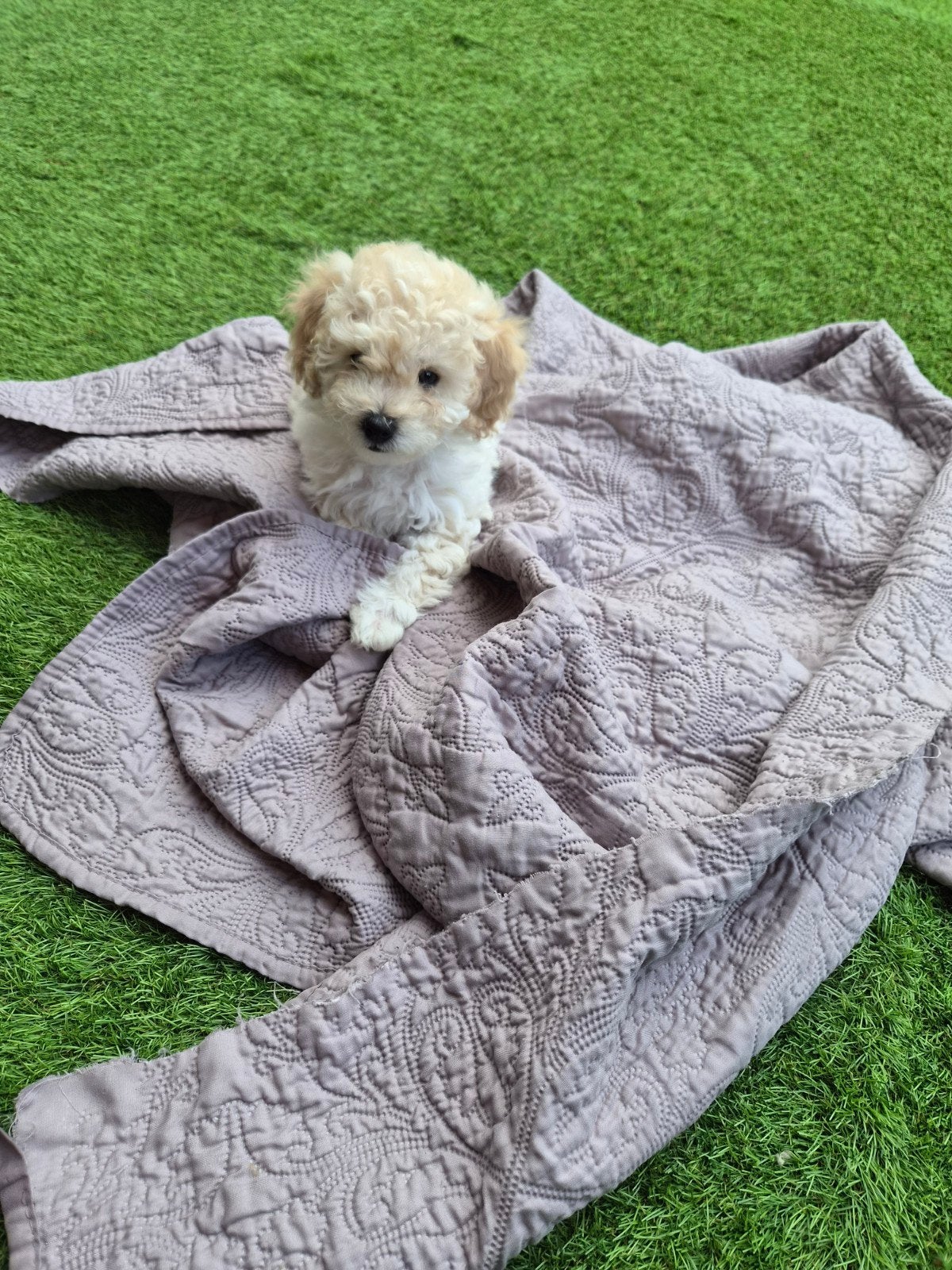 toy-dwergpoedel pup, Parvo, 8 tot 15 weken, Meerdere, Meerdere dieren