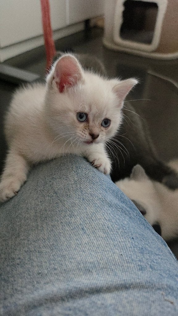 Britse korthaar kitten, Dieren en Toebehoren, Katten en Kittens | Raskatten | Korthaar, Kater, Ontwormd, 0 tot 2 jaar