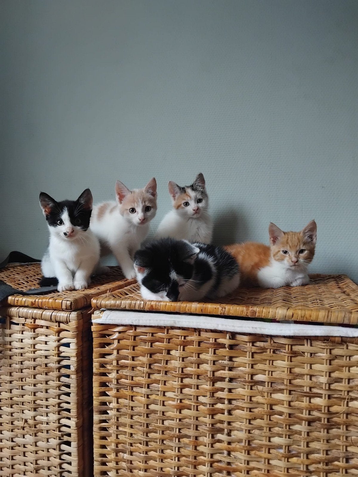 Lieve boerderij kittens, Dieren en Toebehoren, Meerdere dieren