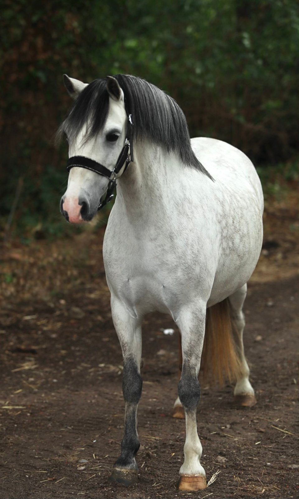 Prachtige b en c pony’s, Dieren en Toebehoren, Pony's, Merrie, Met stamboom, 3 tot 6 jaar, C pony (1.27m tot 1.37m)