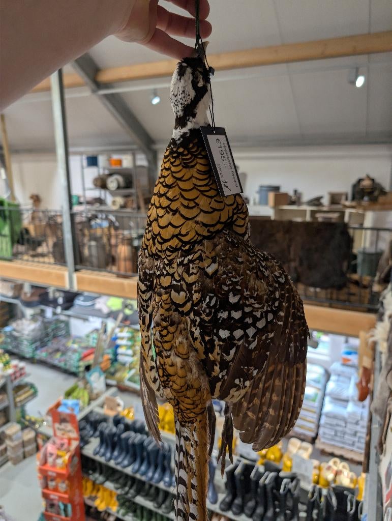 opgezette koningsfazant fazant jacht vogel hert haan, Ophalen, Zo goed als nieuw, Vogel, Opgezet dier