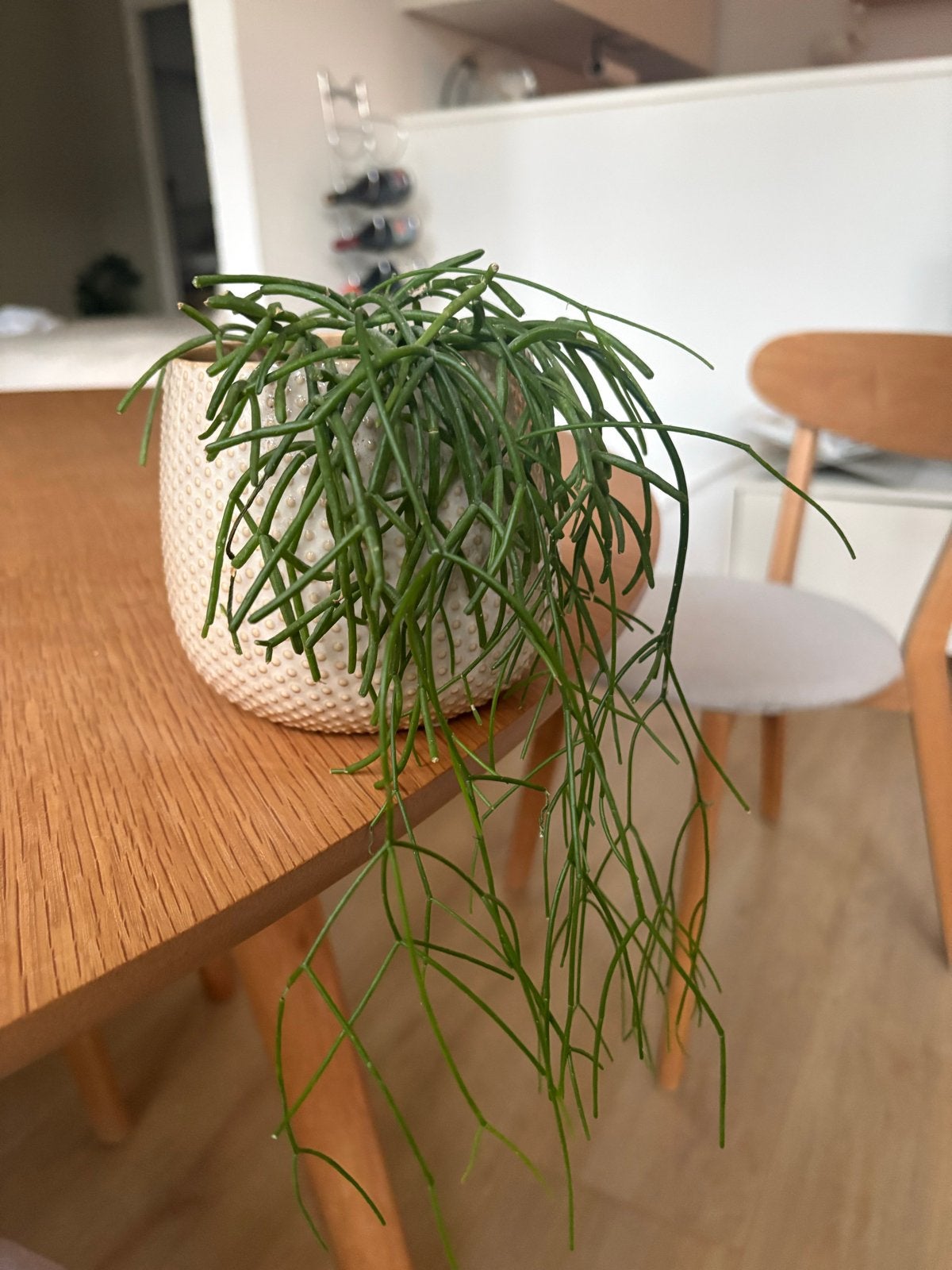 Rhipsalis plantje in pot, Overige soorten, In pot, Minder dan 100 cm, Groene kamerplant