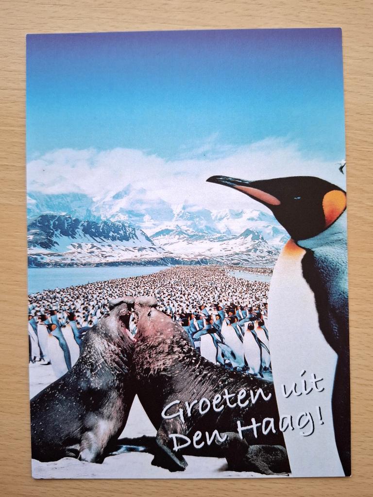 kaart Groeten uit Den Haag – pinguïns, Verzenden, 1980 tot heden, Ongelopen, Zuid-Holland