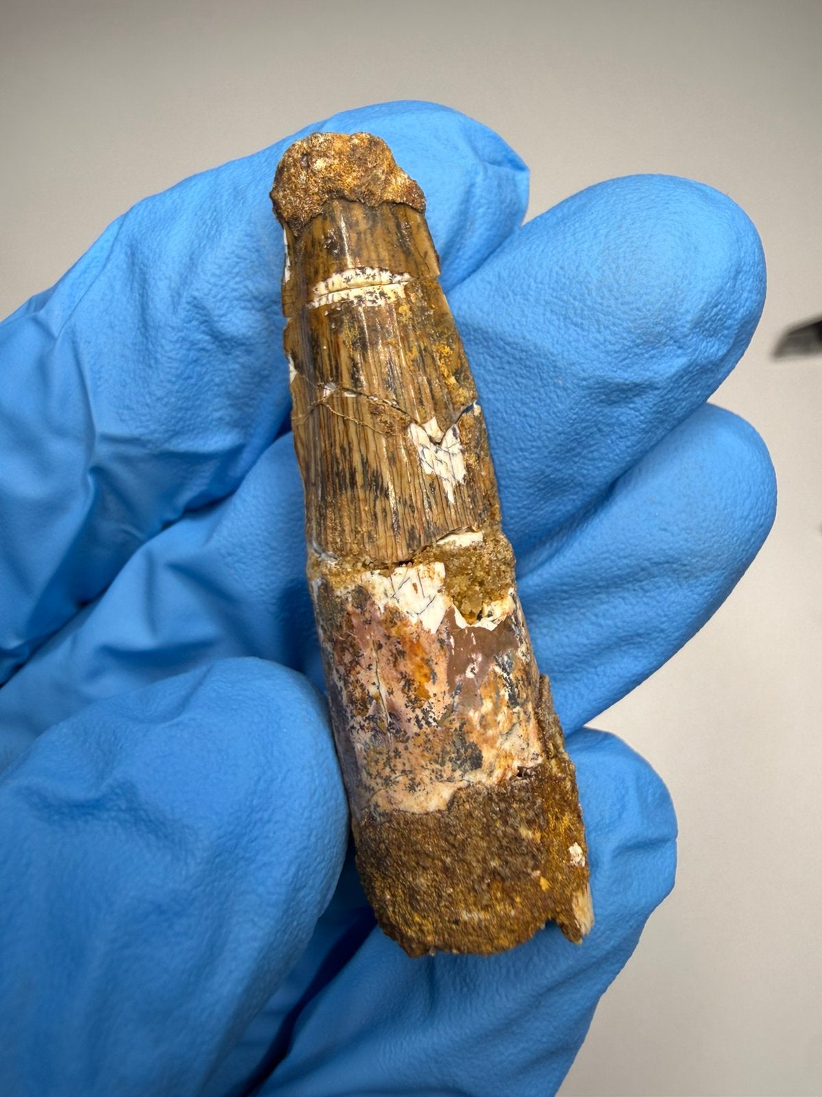Spinosaurus tand, Ophalen of Verzenden, Fossiel