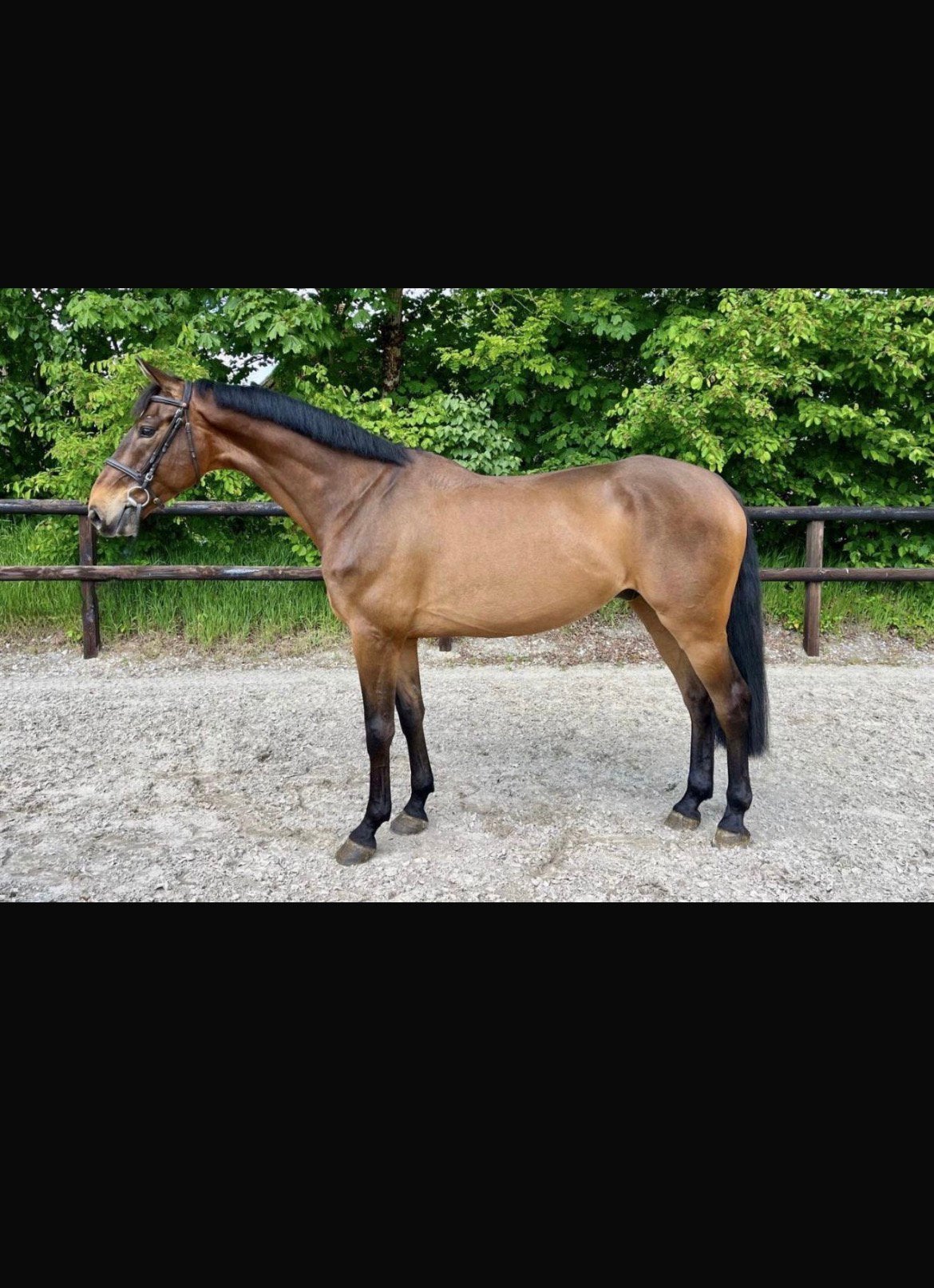 Top braaf 6 jarige springpaard, Dieren en Toebehoren, Ruin, 165 tot 170 cm, Springpaard, 3 tot 6 jaar
