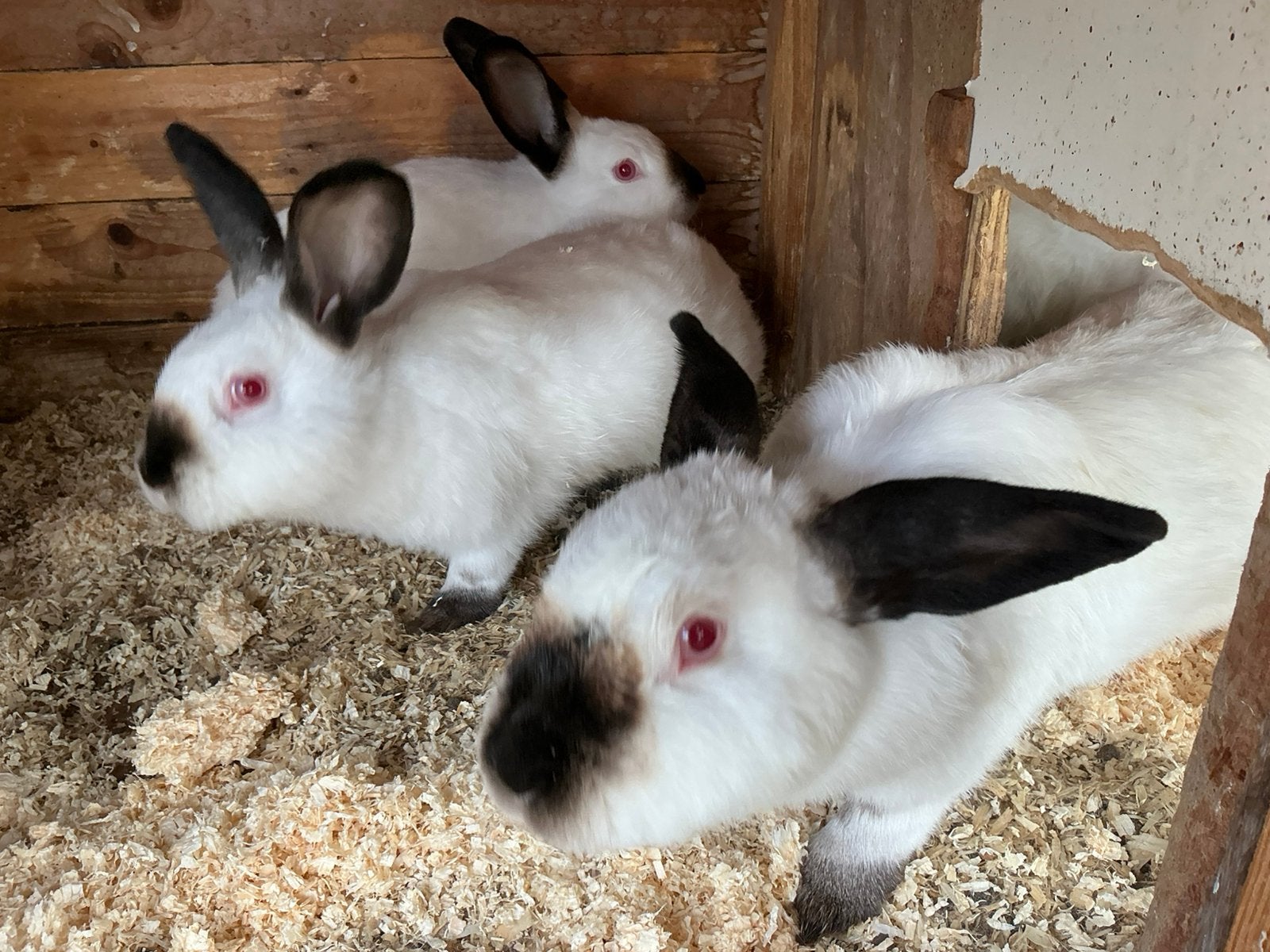Mooie jongen konijn, Dieren en Toebehoren, Meerdere dieren