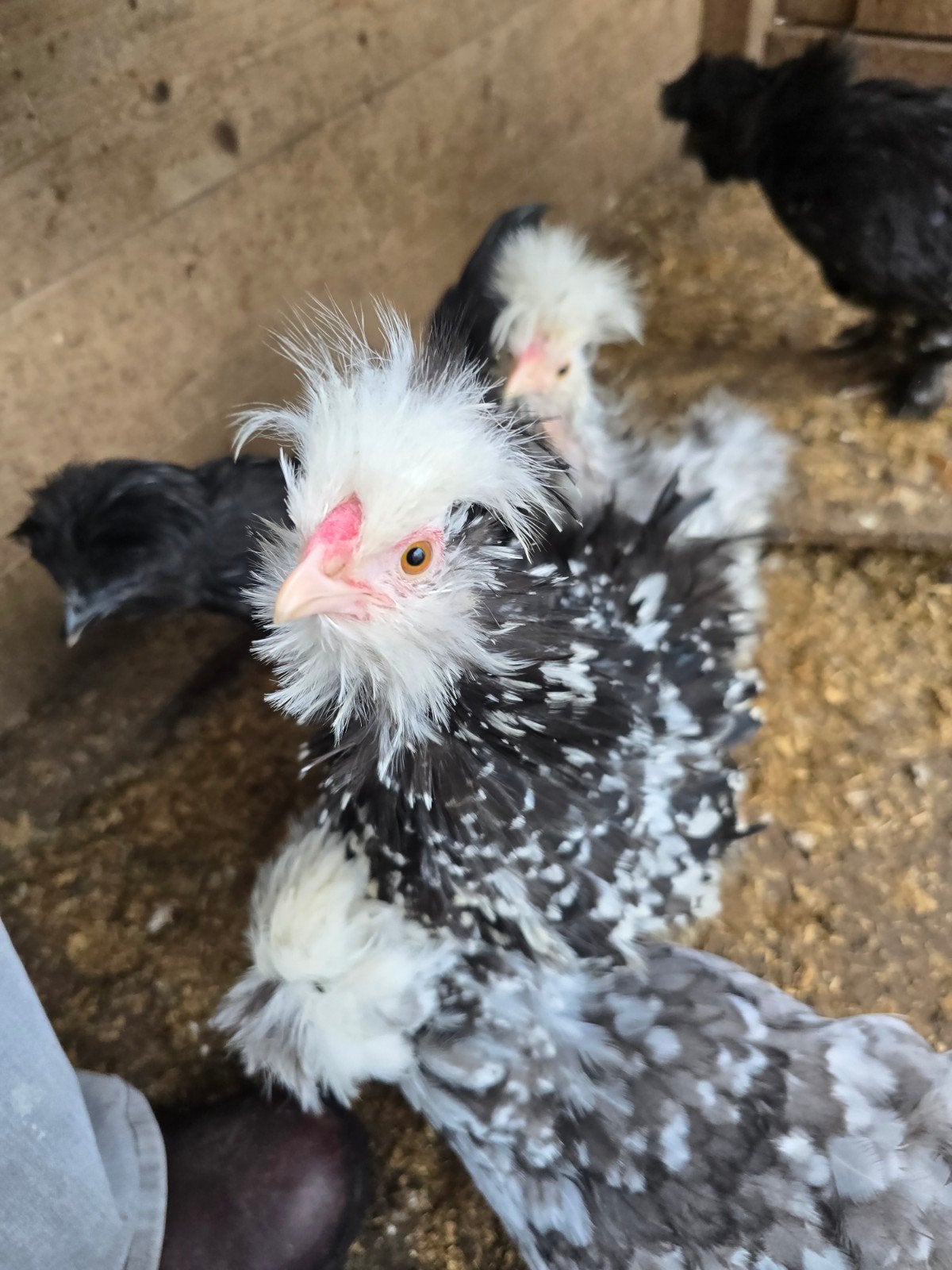 3 zwart mottled krul hanen, Dieren en Toebehoren, Mannelijk, Kip