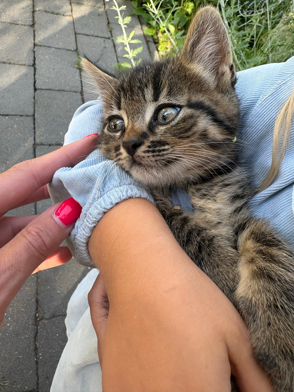 Kittens, Meerdere dieren