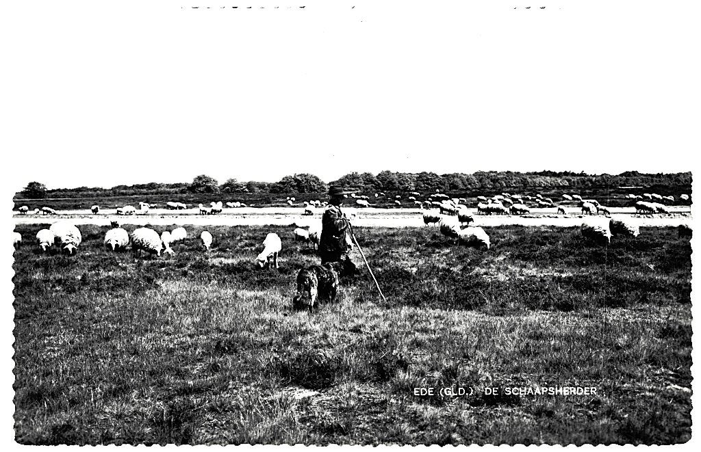 969034	Ede	Gld Schaapskudde	Schaapsherder	 onbeschreven, Ophalen of Verzenden, 1940 tot 1960, Ongelopen, Gelderland