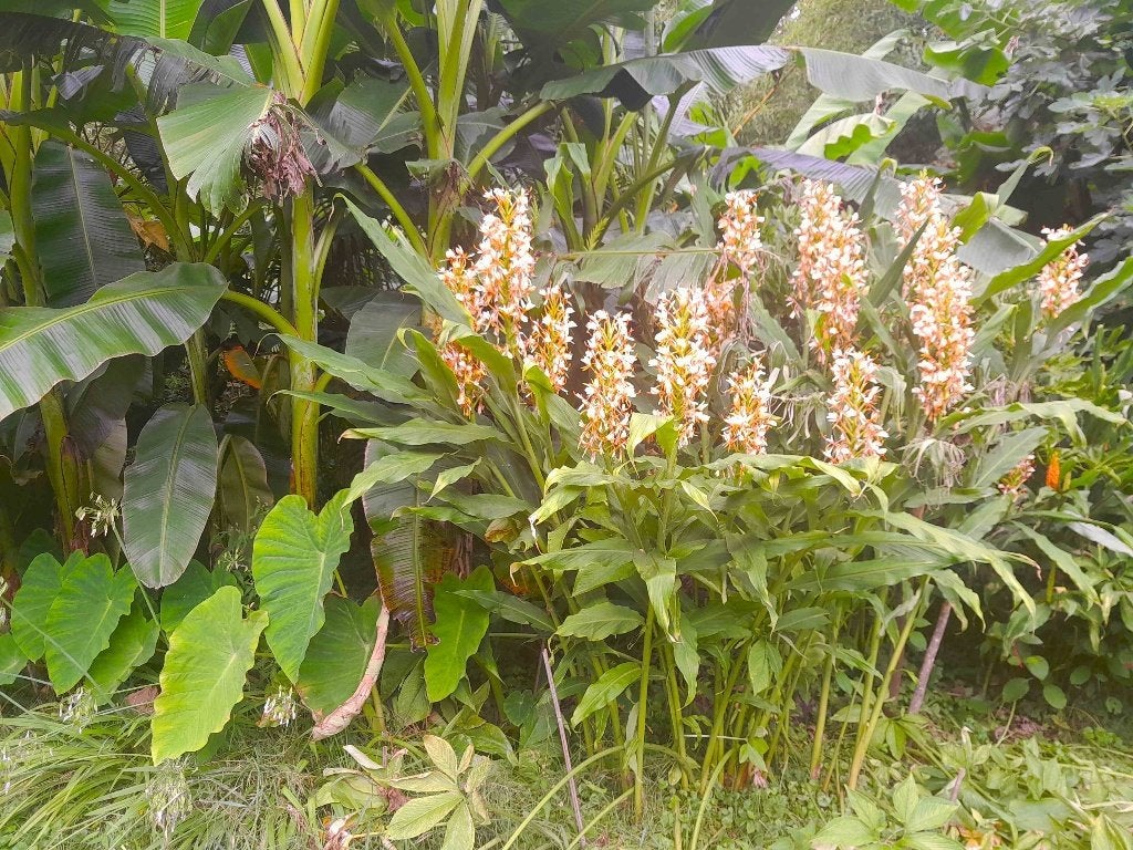 Siergember Hedychium gardnerianum, Tuin en Terras, Planten | Tuinplanten, Volle zon, Vaste plant, Zomer, Ophalen