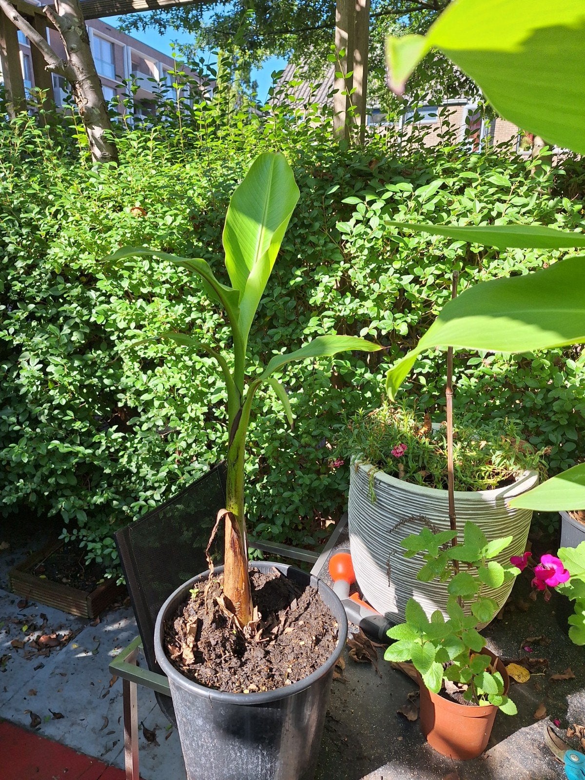 Bananenplant (Musa) - Jonge plant in pot, Volle zon, Vaste plant, Bloeit niet, Ophalen