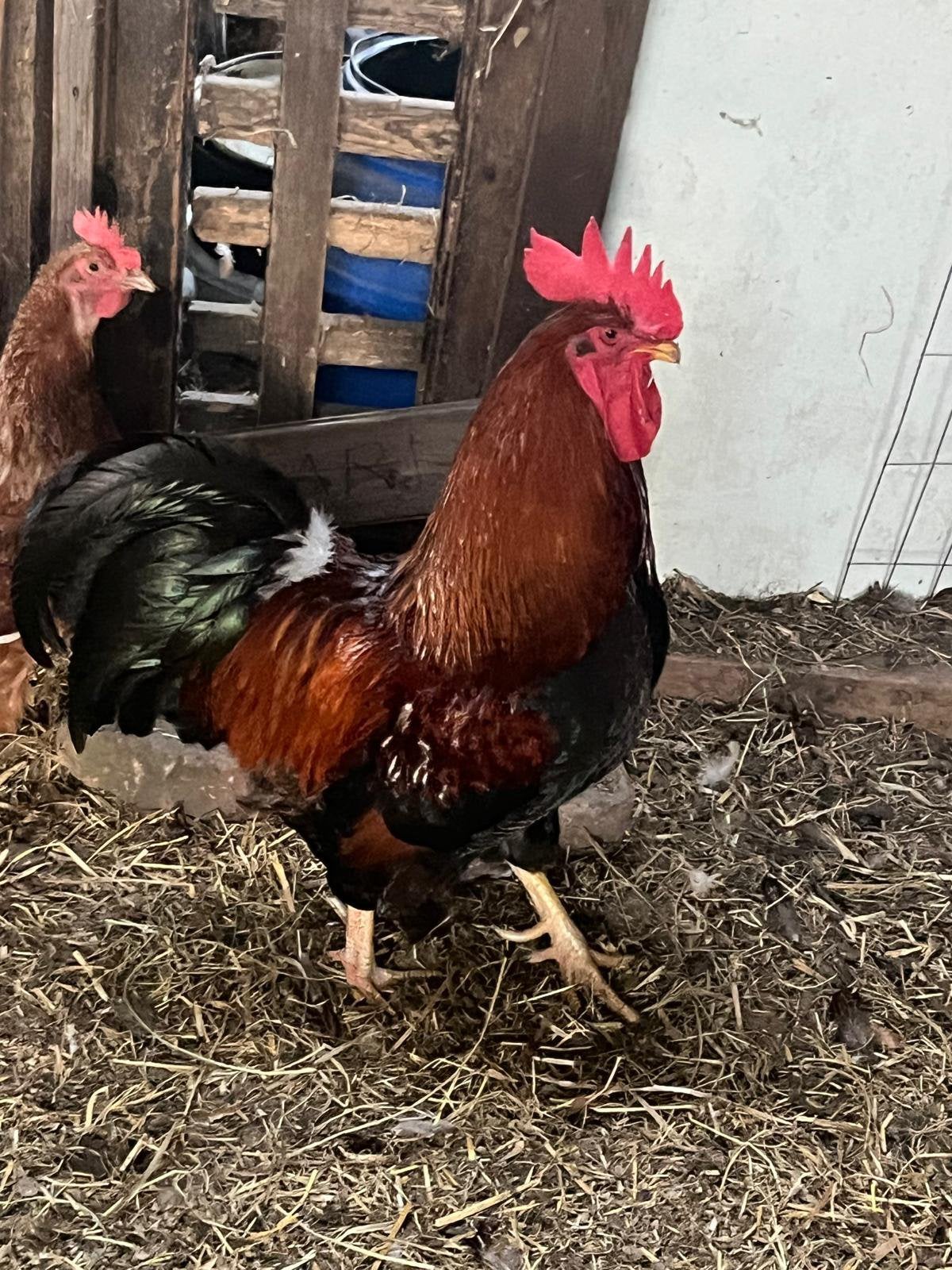 Welsumer x Barnevelder haan te koop, Dieren en Toebehoren, Mannelijk, Kip