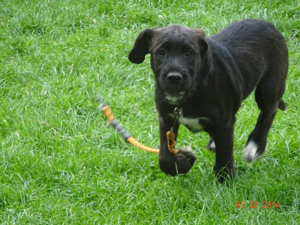labradoodle/mix /  Amerikaanse Stafford :Pups, Parvo, 8 tot 15 weken, Meerdere, Meerdere dieren