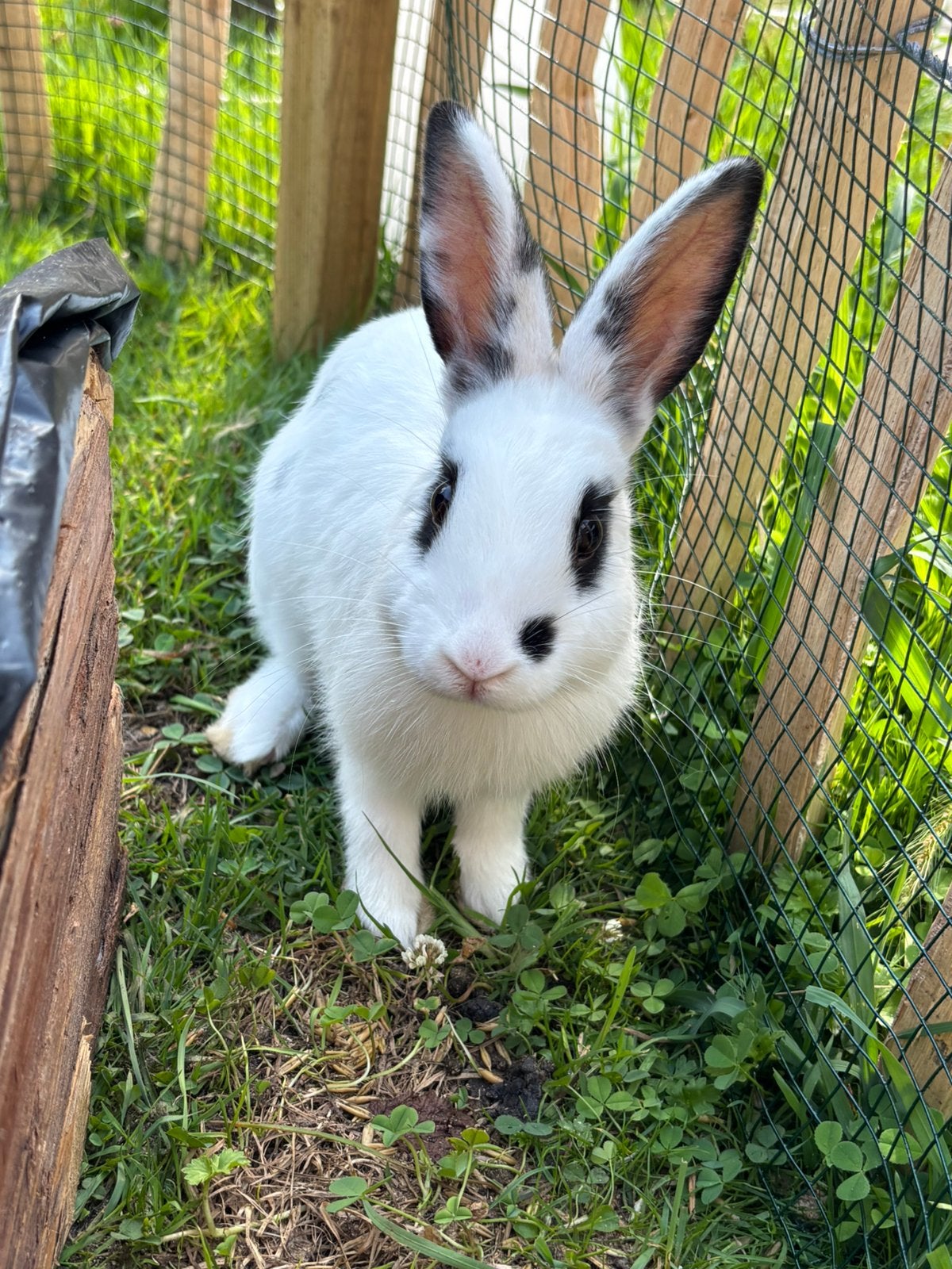 Konijn, Dieren en Toebehoren, Konijnen, Mannelijk, Middelgroot, 0 tot 2 jaar