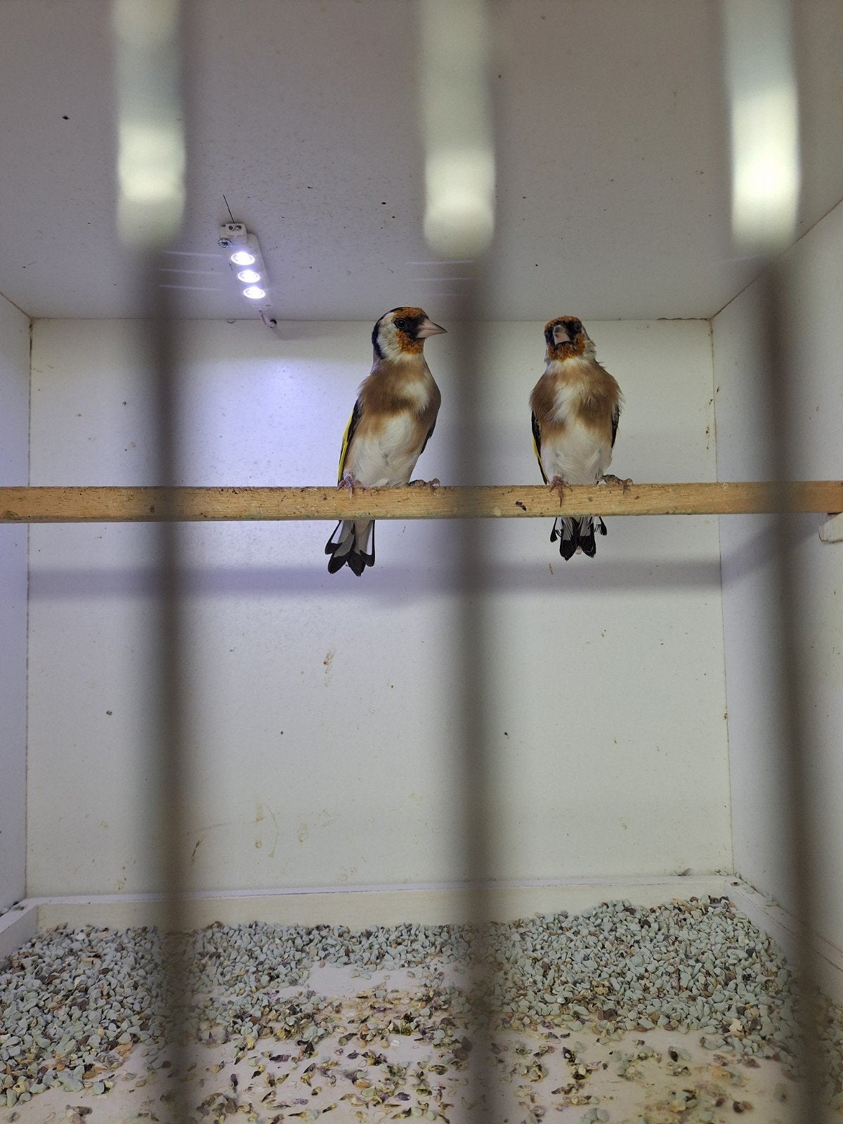 parva putter mannen 2026, Dieren en Toebehoren, Mannelijk, Wildzangvogel, Geringd