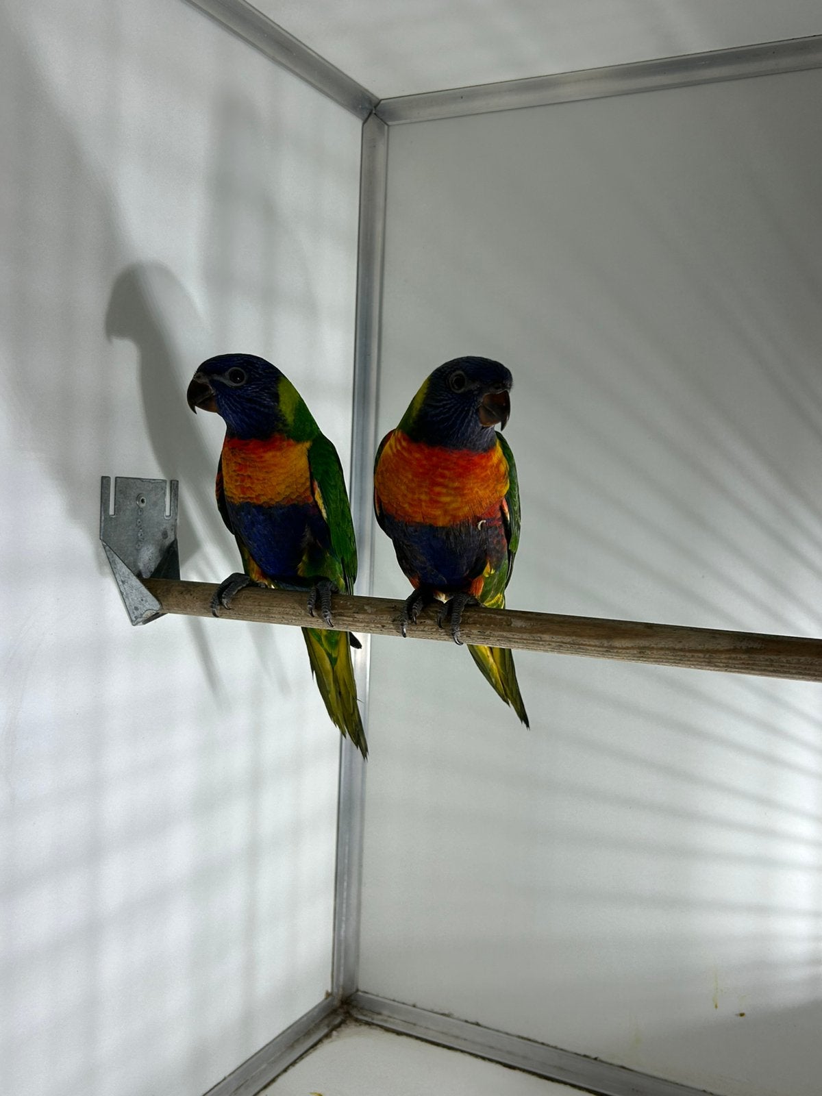2 jonge lori van de blauwe bergen kweek 2026, Dieren en Toebehoren, Vogels | Parkieten en Papegaaien, Geslacht onbekend, Parkiet