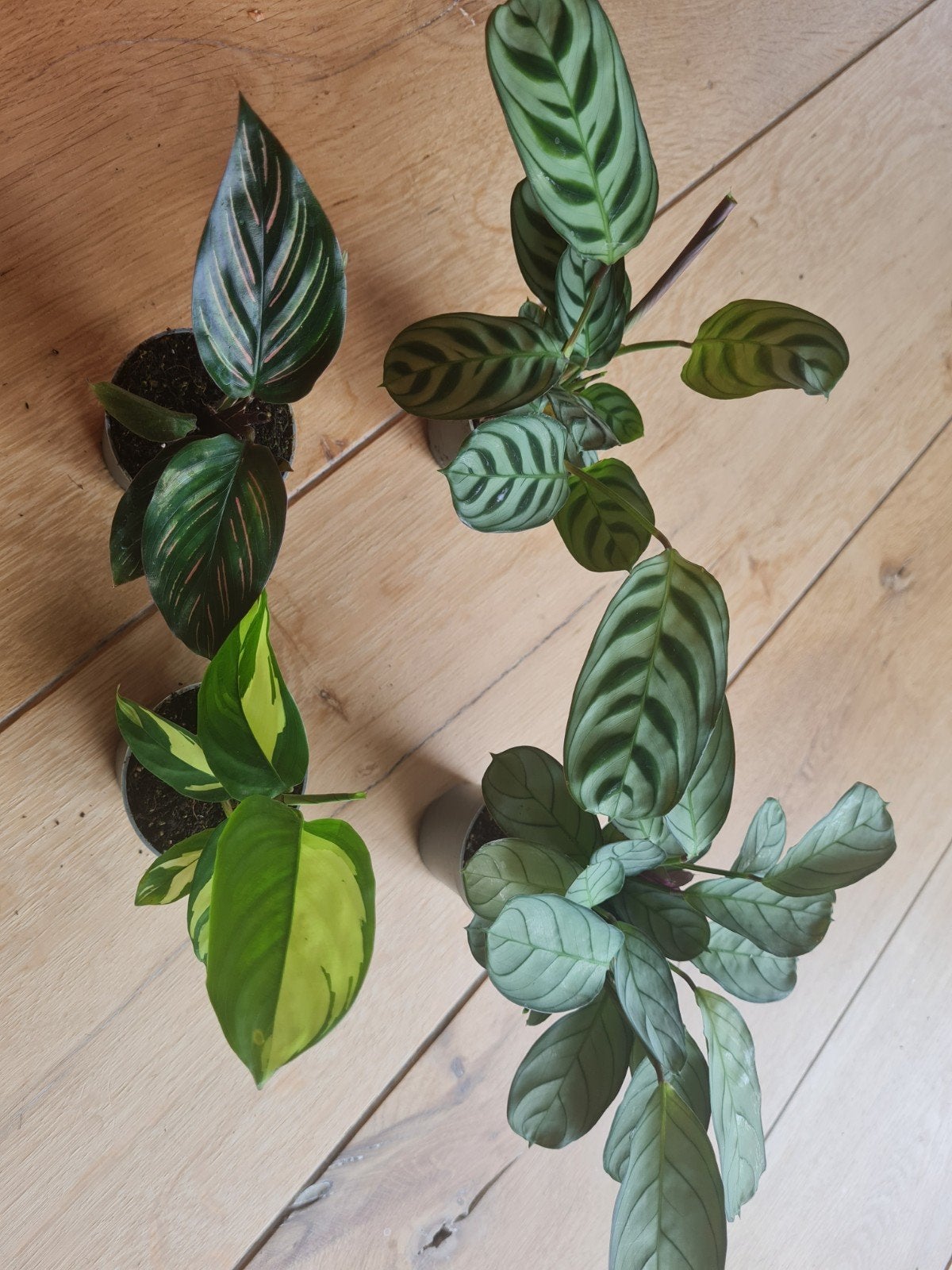 Set van 4 kleine kamerplantjes, ook los te koop., Ophalen of Verzenden, Halfschaduw, Minder dan 100 cm
