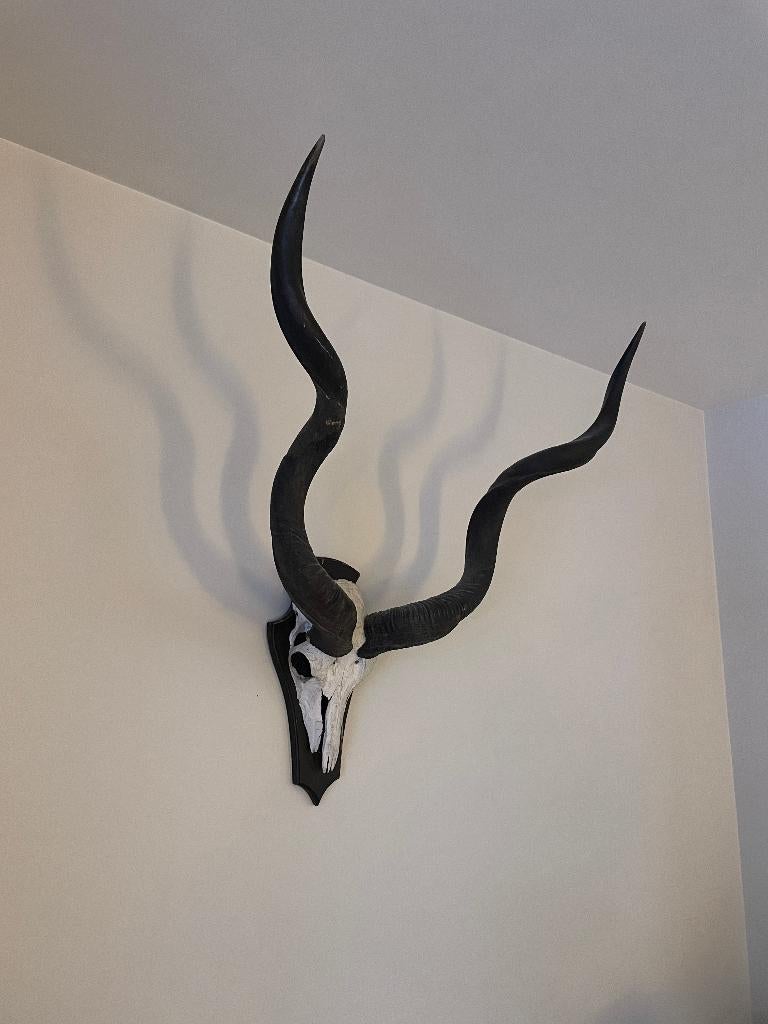 Prachtig origineel Kudu gewei voor aan de muur, Verzamelen, Dierenverzamelingen, Ophalen, Zo goed als nieuw, Hert, Gewei of Kop