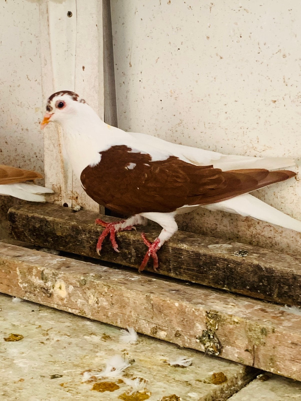 Twee Jong Duiven te Koop, Dieren en Toebehoren, Vogels | Duiven, Postduif