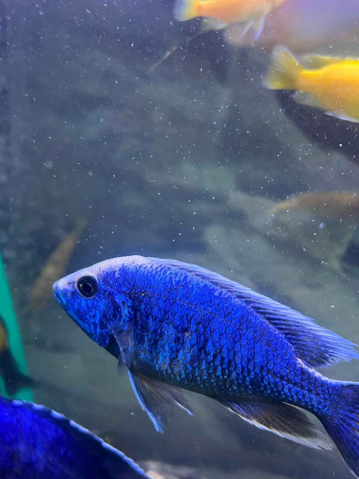 Malawi chiclide, Dieren en Toebehoren, Vissen | Aquariumvissen, Vis