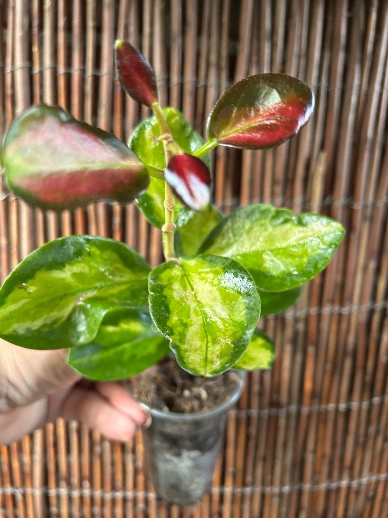 Hoya Australis Lisa 🪴, Overige soorten, In pot, Minder dan 100 cm, Bloeiende kamerplant