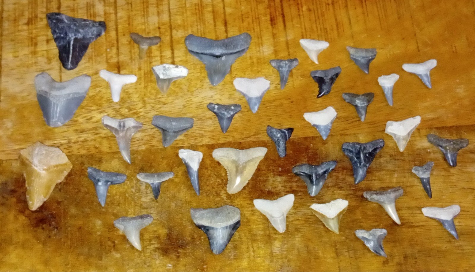 3x Megalodon tand links + meer haaien tanden, Verzamelen, Ophalen of Verzenden, Fossiel