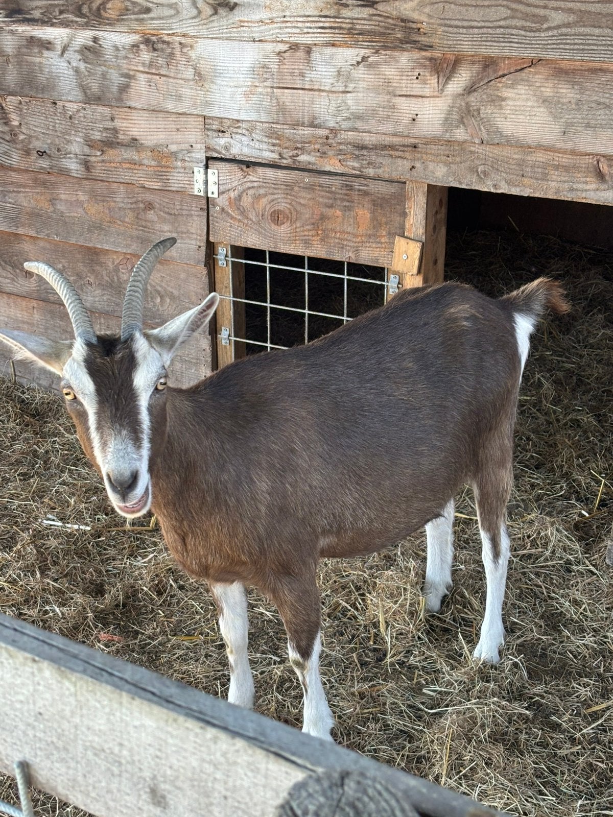 Toggenburger geit, Dieren en Toebehoren, Schapen, Geiten en Varkens, Vrouwelijk, Geit
