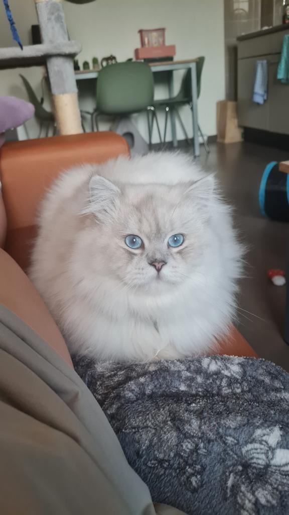 Dekkater