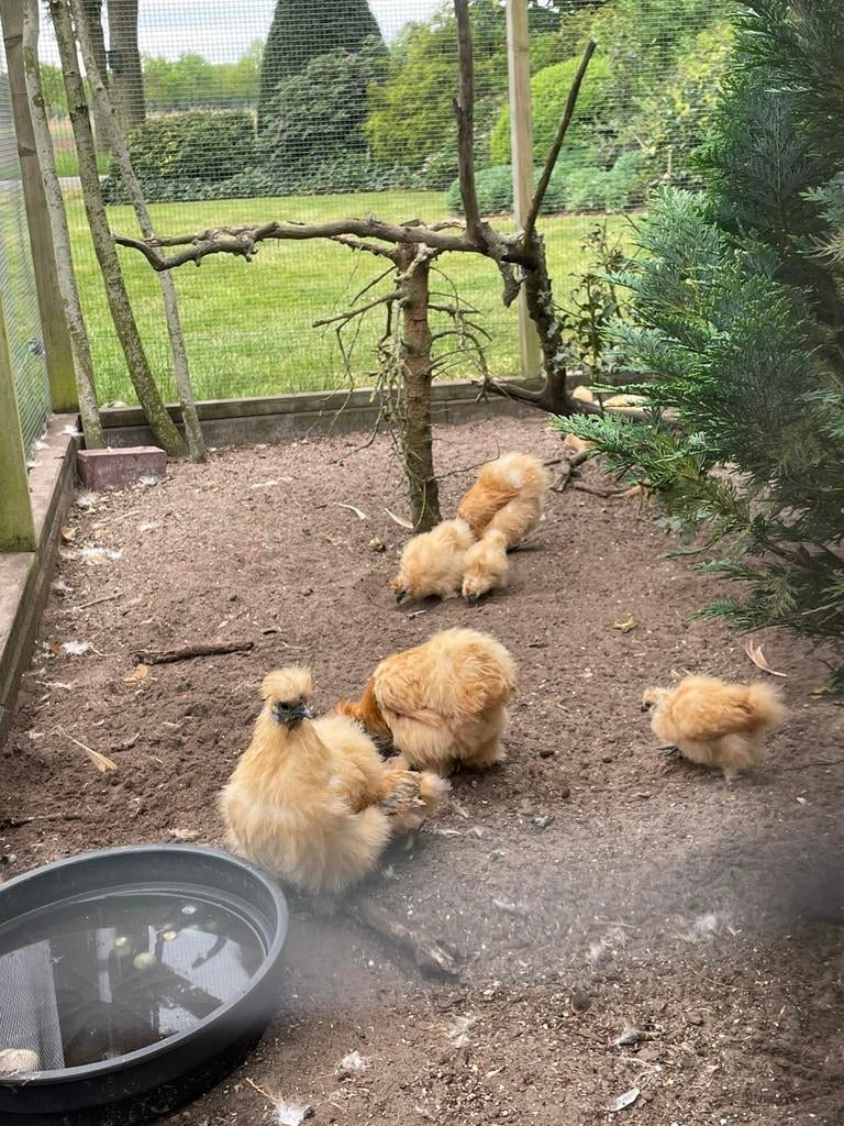Zijdehoender buff kriel, Dieren en Toebehoren, Pluimvee, Meerdere dieren, Kip