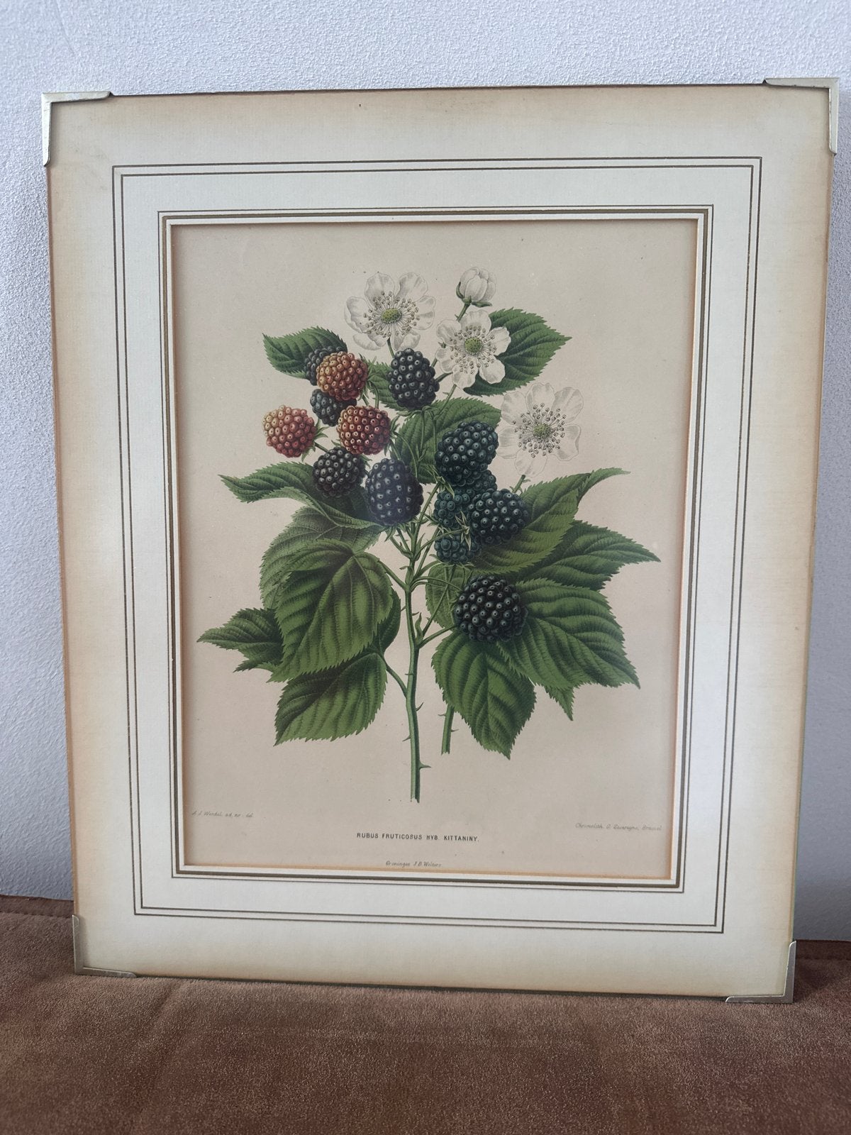 Antieke Botanische Print: Rubus Fruticosus (Braam), Antiek en Kunst, Ophalen, Print, Prent, Ingelijst
