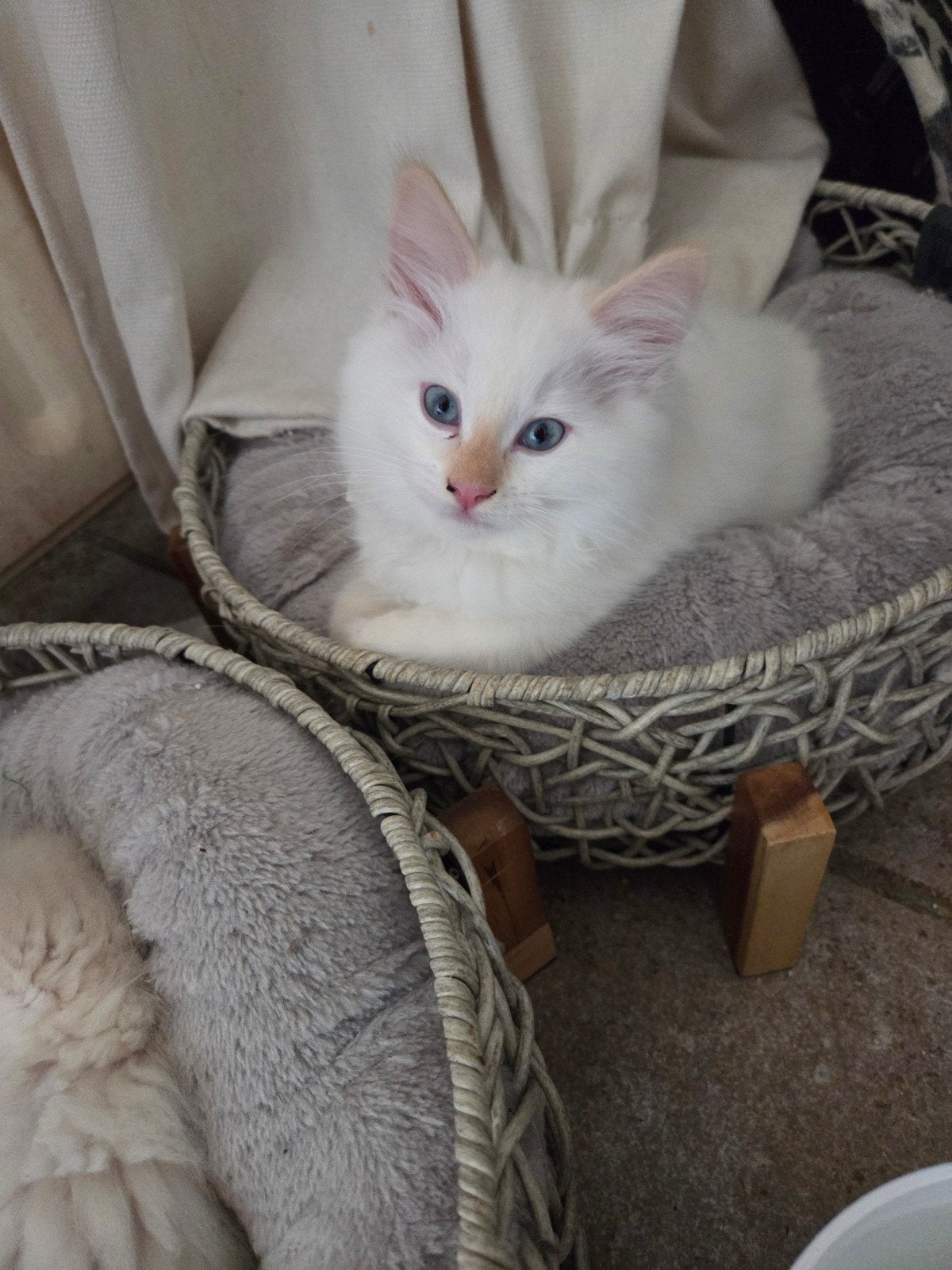 Neva Masquerade creme point, Dieren en Toebehoren, Katten en Kittens | Raskatten | Langhaar, Meerdere dieren, 0 tot 2 jaar