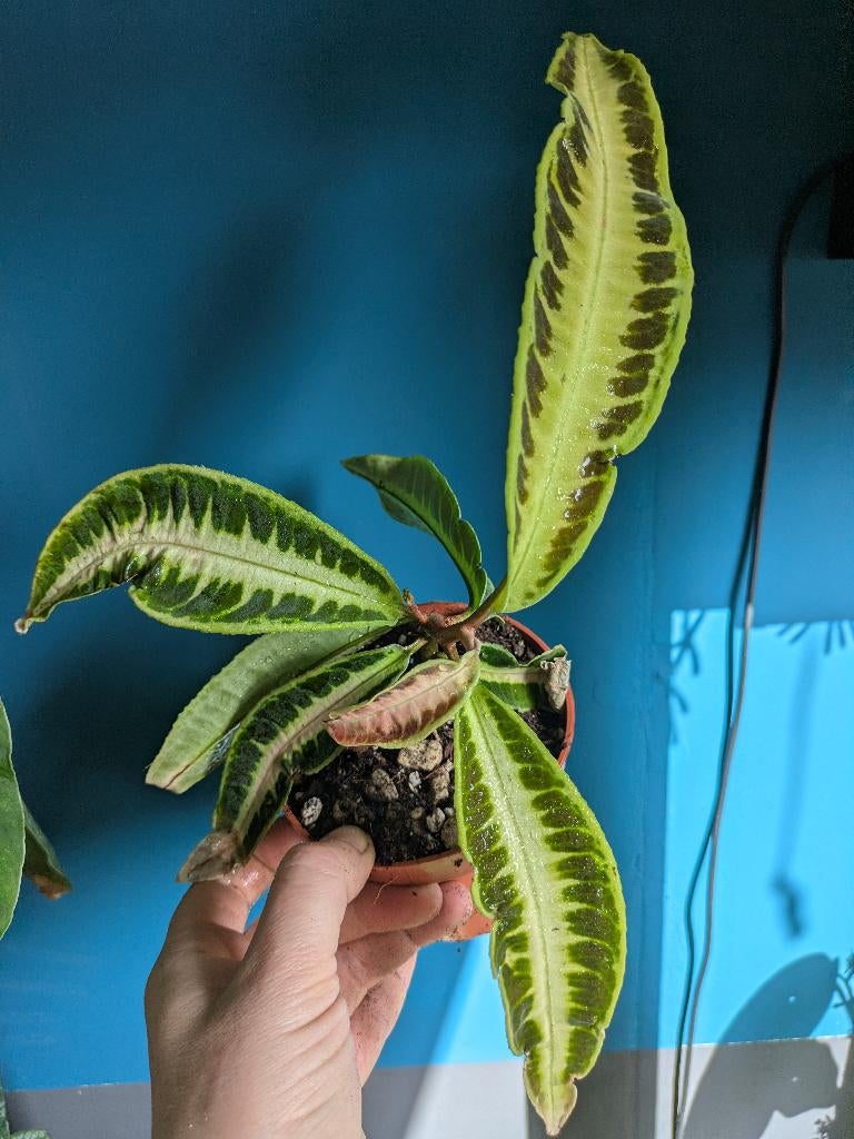 Labisia Obtusifolia Jabi terrariumplant, Huis en Inrichting, Kamerplanten, Ophalen of Verzenden, Halfschaduw, Minder dan 100 cm