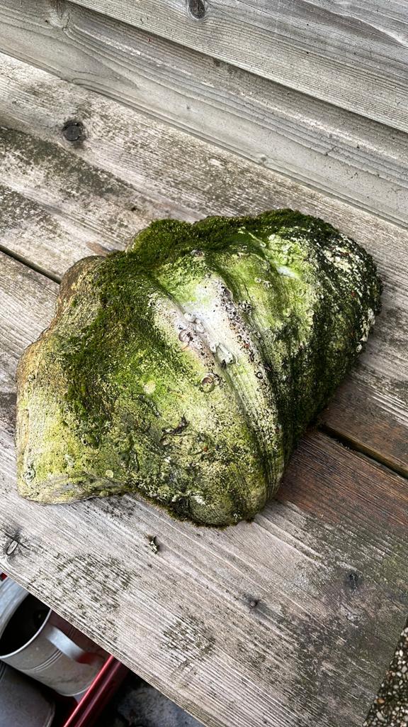 Grote echte schelp, Ophalen of Verzenden