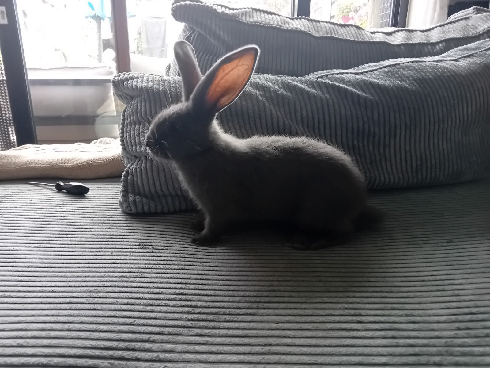 jonge  vlaams reus, Juni, Meerdere dieren, Overige typen, Tam
