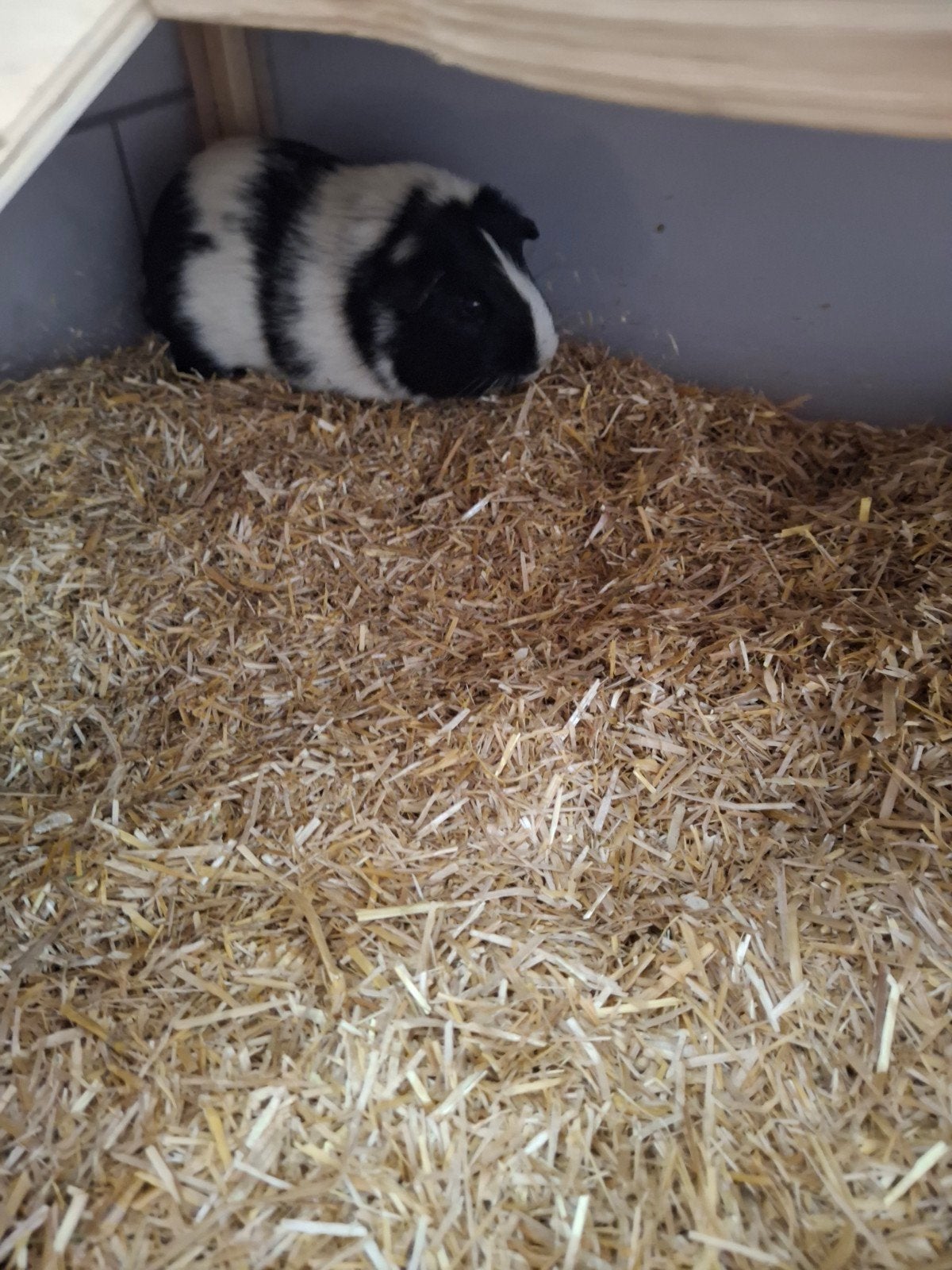 Cavia beertje 5 maand zoekt nieuw huisje, Dieren en Toebehoren, Knaagdieren, Januari, Mannelijk, Cavia