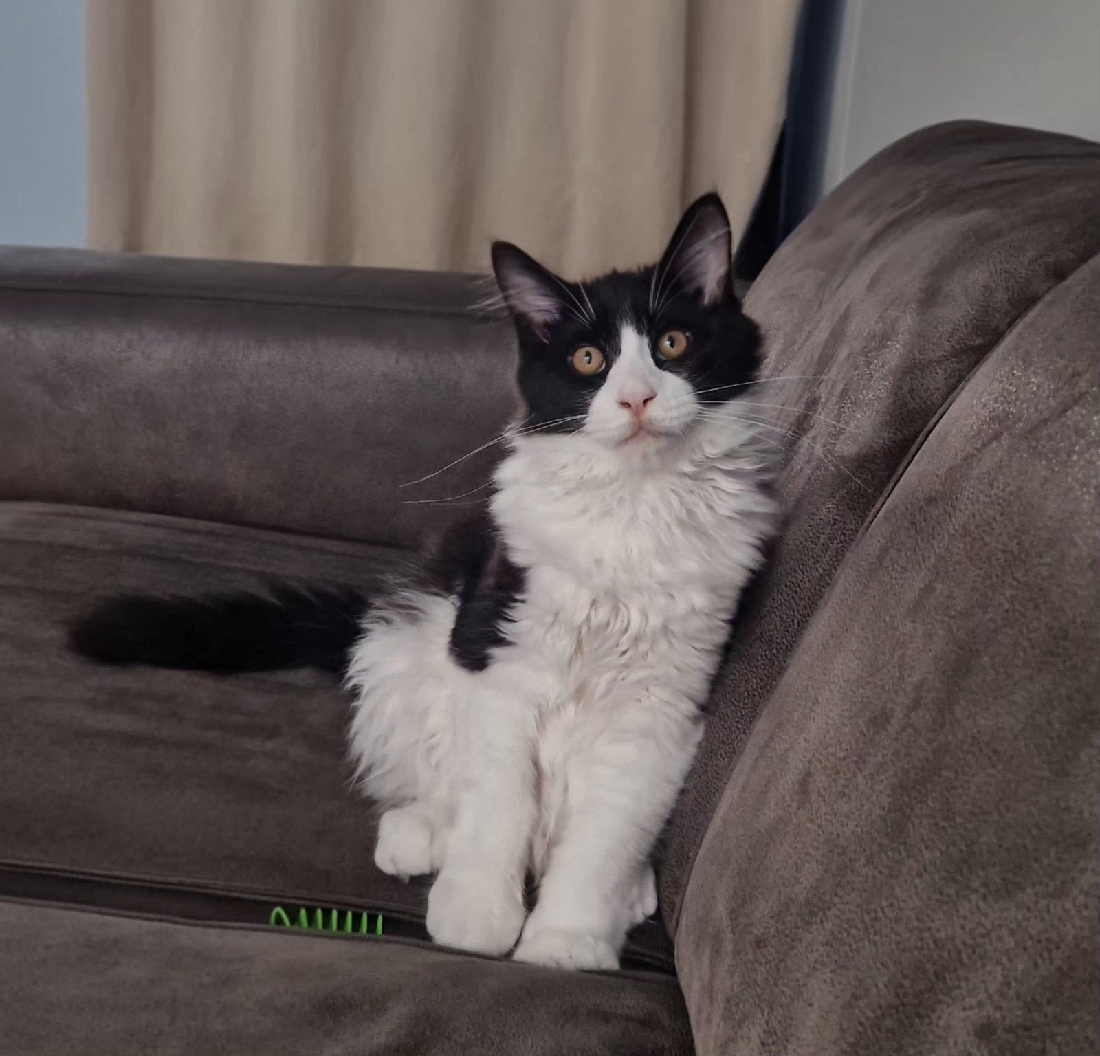 maine coon kitten (kater), Dieren en Toebehoren, Kater, Gechipt, 0 tot 2 jaar